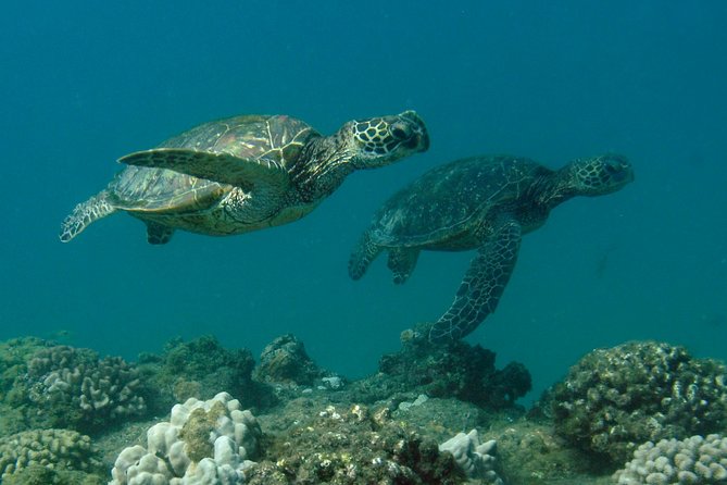 Kauai's Ultimate South Island Zodiac Boat Snorkel Adventure - First Snorkel Session: Calm-Water Reefs and Turtle Chances