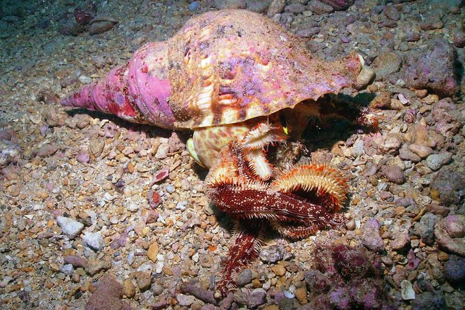Kauai's Ultimate South Shore 2 Tank Dive (Certified Divers Only) - The Two-Tank Schedule: How the 4 Hours Work
