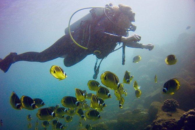 Kauai's Ultimate South Shore 2 Tank Dive (Certified Divers Only) - Who Should Book This Kauai South Shore Scuba Session?