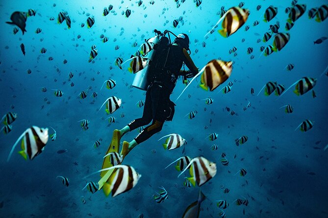 Kauai Scuba Diving for Beginners - Key highlights to know before you go