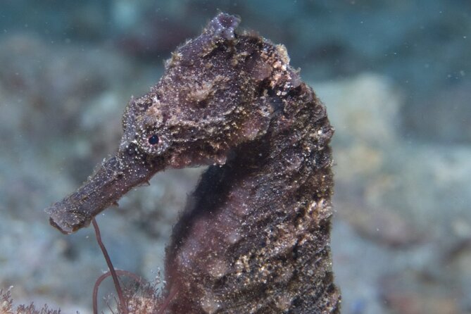 Kauai Scuba Diving for Beginners - Reef Sessions to 40 Feet and the Two-Tank Plan