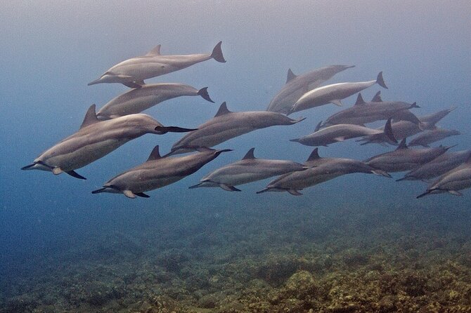 Kauai Scuba Diving for Beginners - Price Breakdown: What You’re Paying For (and What You’re Not)