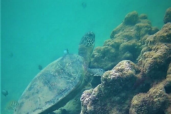 Kauai Snorkeling Adventure - What you can realistically see: turtles, triggerfish, and the state fish