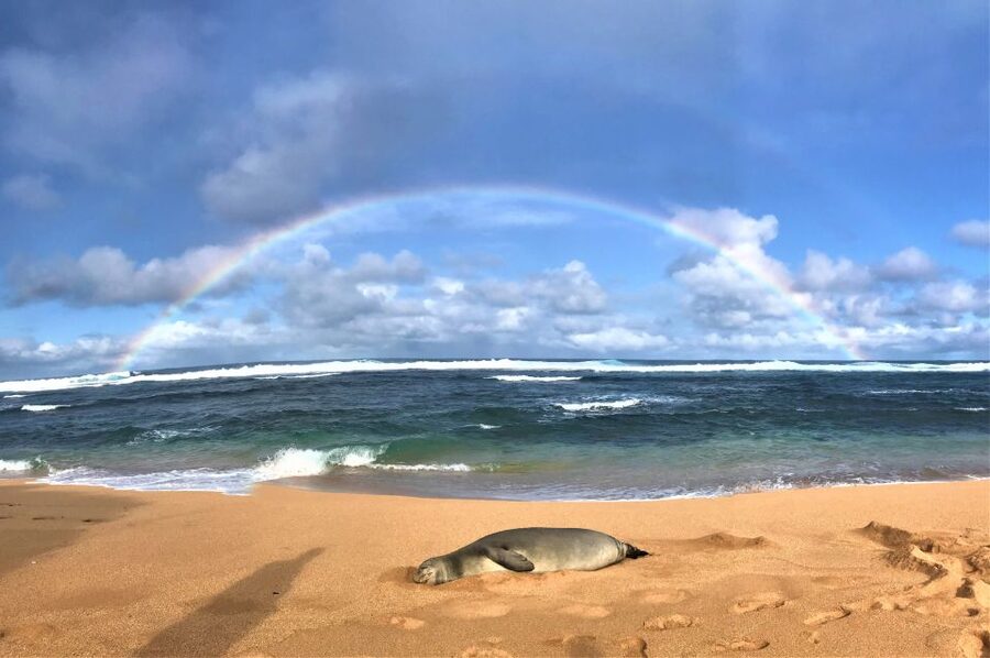 Kauai: Waimea Canyon & Kokeʻe State Park Private Tour - Picking your hike: short trails that match your group