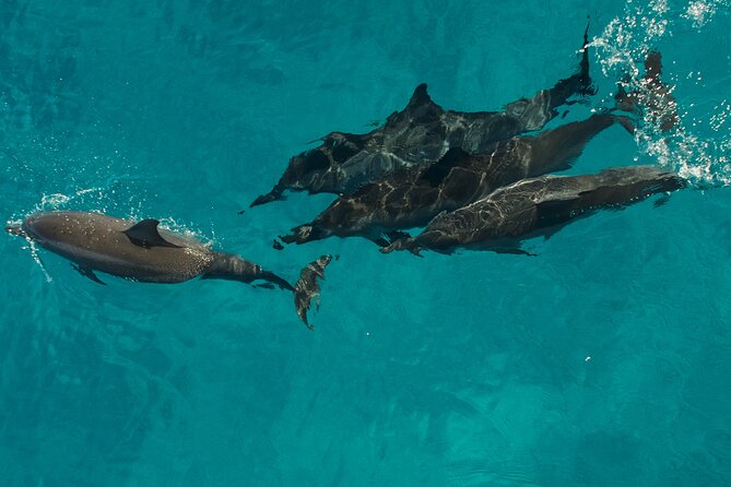 Na Pali Coast Half-Day Raft and Snorkel Adventure - Price and value: what $217.42 buys you in real-world terms