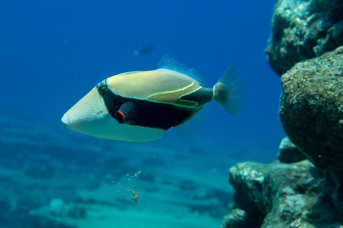 Ni'ihau and Na Pali Coast Snorkel Boat Tour - The crew’s role: safety first, but still fun
