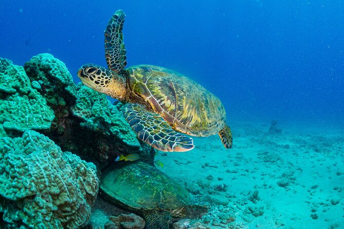 One Tank Scuba Diving in Kauai South Shore Certified Diver Only - Koloa Landing on Kauai’s South Shore: Why This Location Works