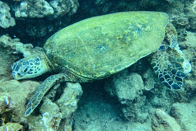 One Tank Scuba Diving in Kauai South Shore Certified Diver Only - One Tank Schedule: How the Koloa–Poipu–Old Koloa Town Route Plays Out