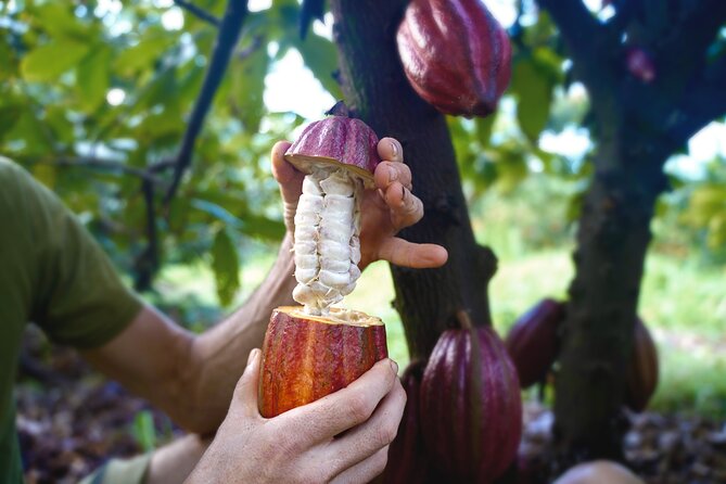 Pick and Taste Tropical Fruit - Your 2-hour plan: farm walk, garden tour, and fruit tasting