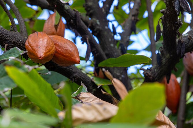 Pick and Taste Tropical Fruit - Meet Adam and the farm crew: what you learn while you eat