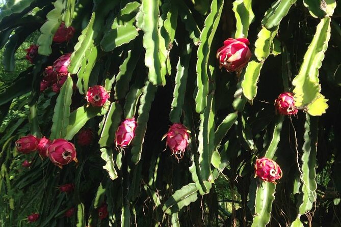 Pick and Taste Tropical Fruit - Price and value: is $119 per person worth it?