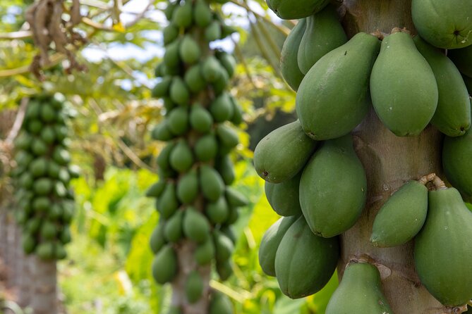 Pick and Taste Tropical Fruit - Logistics that actually matter: where to meet and how to get there