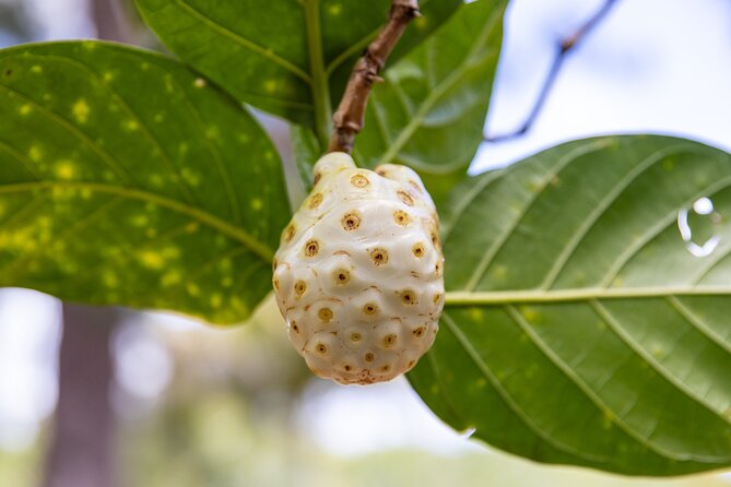 Pick and Taste Tropical Fruit - What to wear and bring for a muddy, mosquito-prone walk