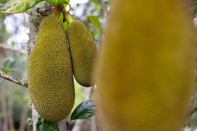 Pick and Taste Tropical Fruit - Who should book this Kauai tropical fruit tasting