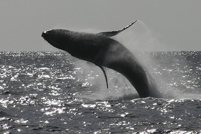 Poipu Sea Kayak Tour: Turtle, Dolphins and Snorkel - Key Points Worth Knowing Before You Go