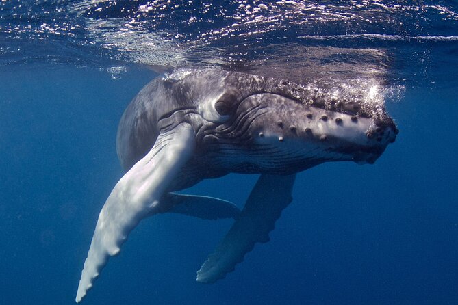 Premium Afternoon Scuba Charter for All Certified Diver Levels - Spouting Horn Stop: A Kauai Moment Before You Go Underwater