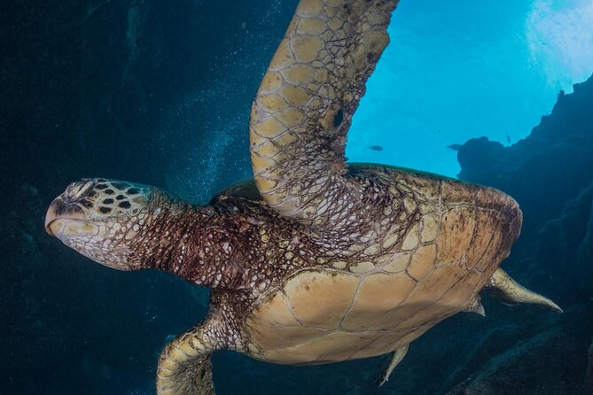 Premium Afternoon Scuba Charter for All Certified Diver Levels - Picking the Best Underwater Spot: Reefs, 25+ Options, and Sheraton Caverns