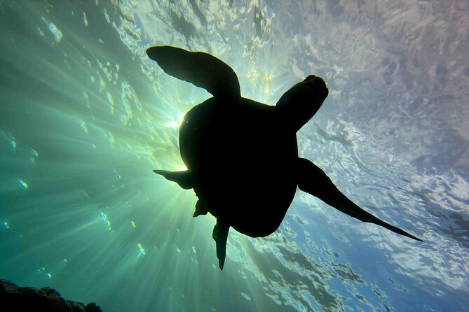 Premium Afternoon Scuba Charter for All Certified Diver Levels - Getting in and Getting Started: Ease Is a Big Deal