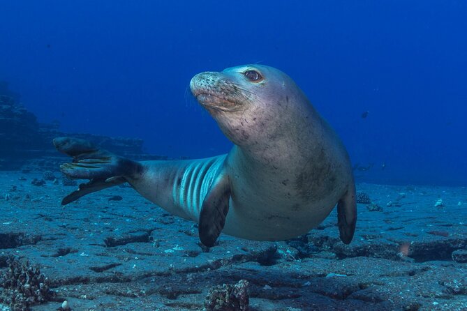 Premium Afternoon Scuba Charter for All Certified Diver Levels - Price and Value: What $259.11 Buys You