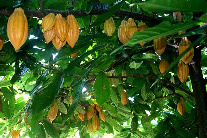 Princeville Botanical Gardens Tour and Chocolate Tasting Ticket - Second part: Anini Creek valley trails and sustainable cultivation