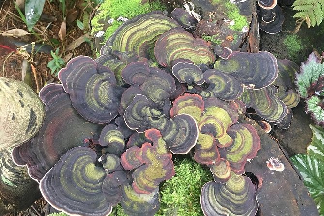 Princeville Botanical Gardens Tour and Chocolate Tasting Ticket - Who the guides are, and why the tone matters