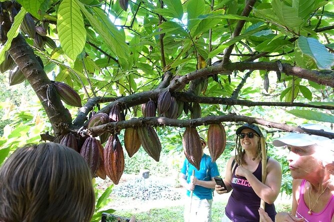 Princeville Botanical Gardens Tour and Chocolate Tasting Ticket - What’s included (and what you should plan to bring)