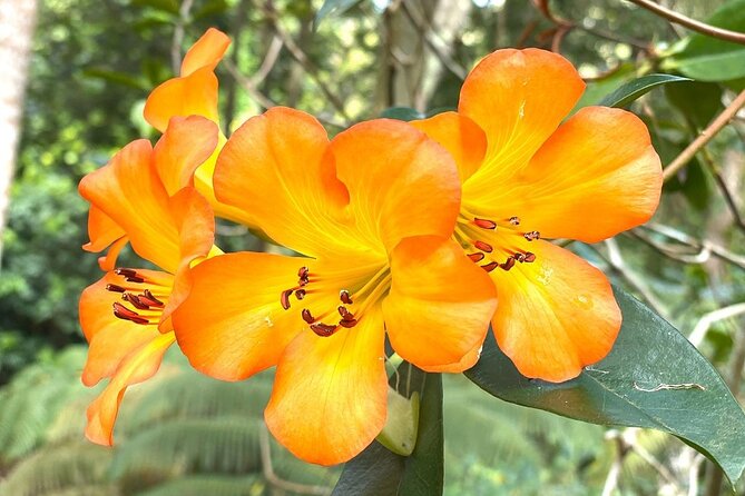 Princeville Botanical Gardens Tour and Chocolate Tasting Ticket - Logistics that affect your day more than you’d think