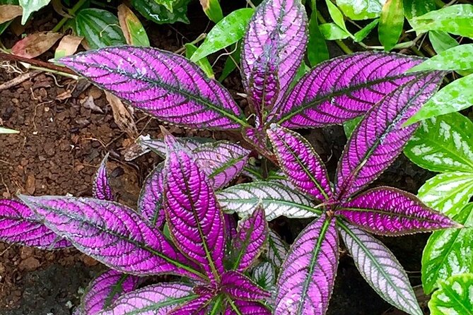 Princeville Botanical Gardens Tour and Chocolate Tasting Ticket - Tips to get the most out of the tour