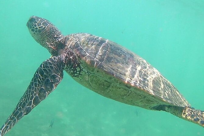 Princeville - Snorkeling Shore Excursion - Who Should Book This Princeville Snorkeling Shore Excursion?