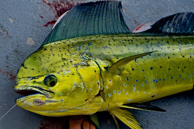 Private Deep Water Fishing in Kauai - What You’re Targeting: Tuna, Ono, Sailfish, Marlin, and Friends