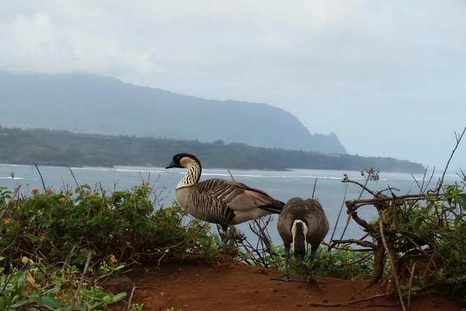 Private Kauai North Shore Tour - Opaeka’a Falls and Wailua Falls: Two Waterfalls With Very Different Vibes