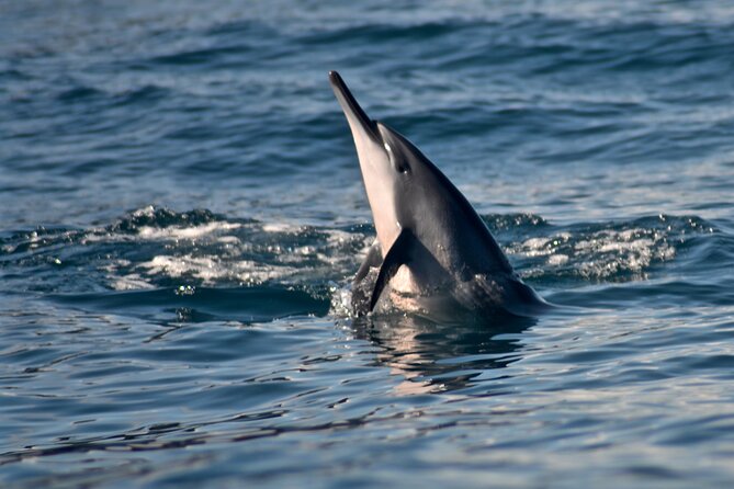 Private Niihau Scuba Charter with 2 or 3 Tank Dive Option - Heading Back: 60 to 90 Minutes, Depending on Conditions