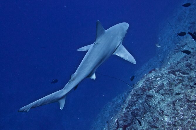 Private Niihau Scuba Charter with 2 or 3 Tank Dive Option - Value for the Price: How $3,330/Group Makes Sense