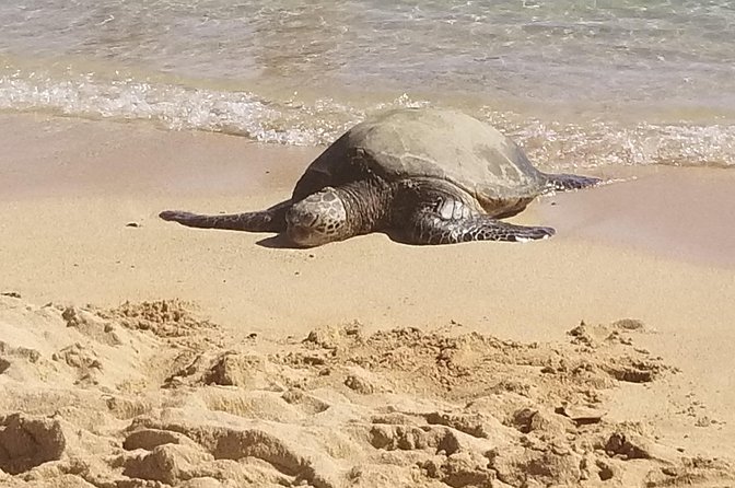 Private Waimea Canyon Tour - Stop 1: Poipu Beach Park for Sea Turtles and Monk Seals