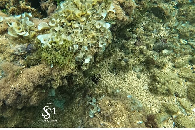 Sensational Sea Scooter Rentals - What You’ll See: Turtle Chances and Reef Fish Targets