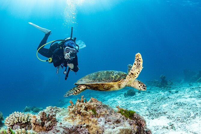 Shore Dive with Sea Turtles @ Koloa Landing for Certified Divers - Key Things To Know Before You Go