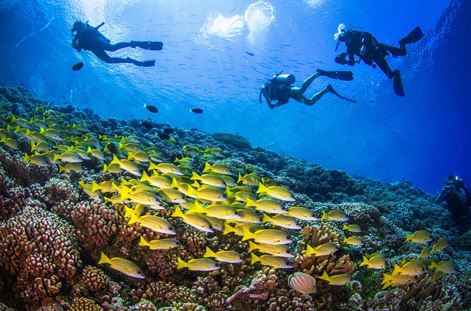 Shore Dive with Sea Turtles @ Koloa Landing for Certified Divers - Shore Conditions: Current, Exercises, and Staying Flexible