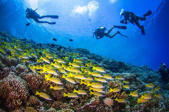 Shore Dive with Sea Turtles @ Koloa Landing for Certified Divers - Logistics That Can Make or Break the Day