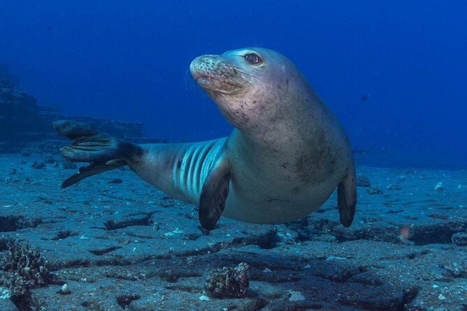 Try Scuba Diving in Kauai From a Boat: No Experience Necessary - Gear, Wetsuits, Snacks, and Small Comfort Wins