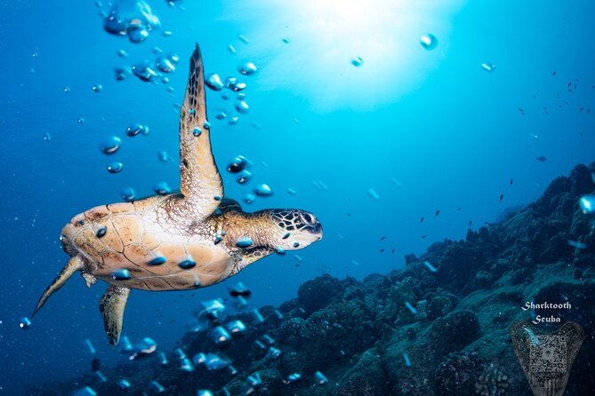 Try Scuba Diving in Kauai From a Boat: No Experience Necessary - Price and Value: Is $316.59 Worth It?
