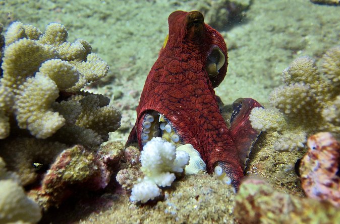 Try Scuba Diving on Kaua’i with Sea Turtles - In the Water: Sea Turtles and Reef Creatures You Can Actually Spot