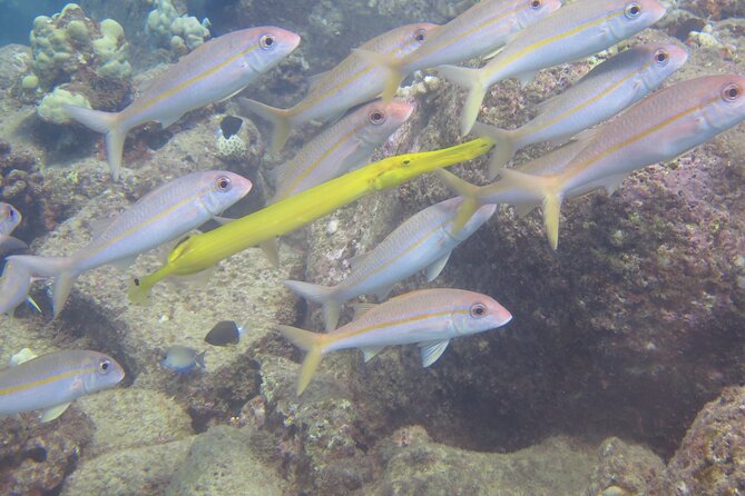 Try Scuba Diving on Kaua’i with Sea Turtles - What the Small Boat + Surface Interval Snacks Add to the Day