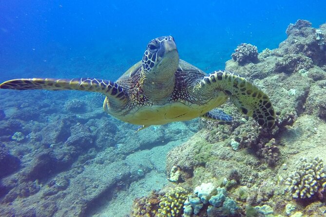 Ultimate Na Pali Coast Zodiac Boat Snorkeling and Sea Cave Tour - Crew energy and safety with captains and deck hands