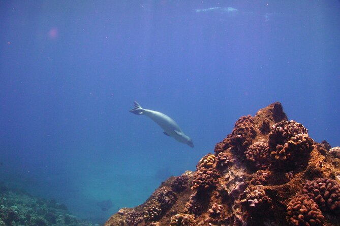 Ultimate Na Pali Coast Zodiac Boat Snorkeling and Sea Cave Tour - Price and value: is $257.28 a smart buy?