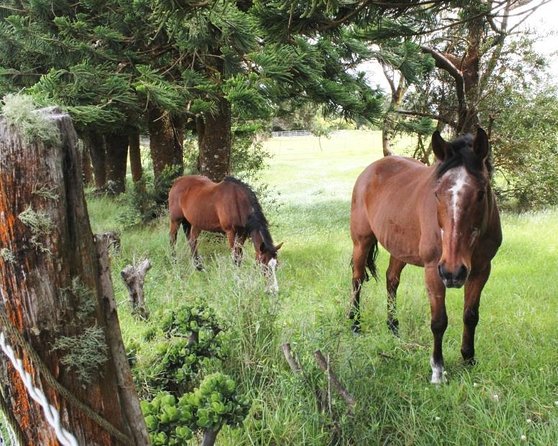 Ultimate Self-Guided Audio Driving Tour of Kauai (Na Pali, Waimea), Hawaii - Key moments I’d circle on this Kauai audio drive