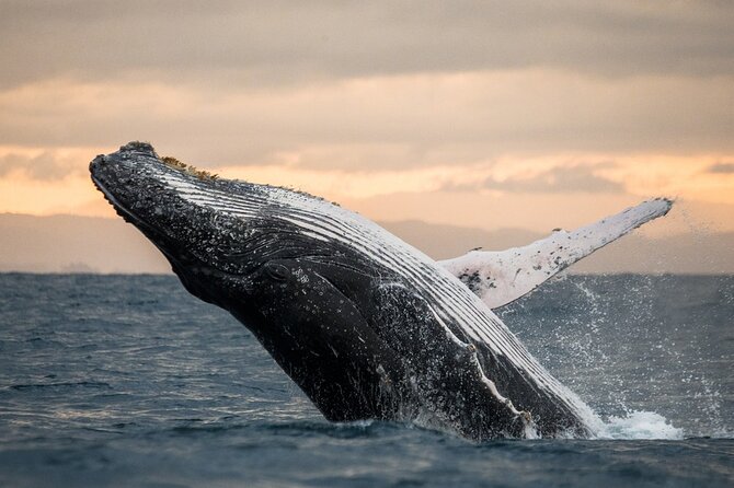 Winter Whale Watching Adventure in Kauai - Key highlights to know before you go